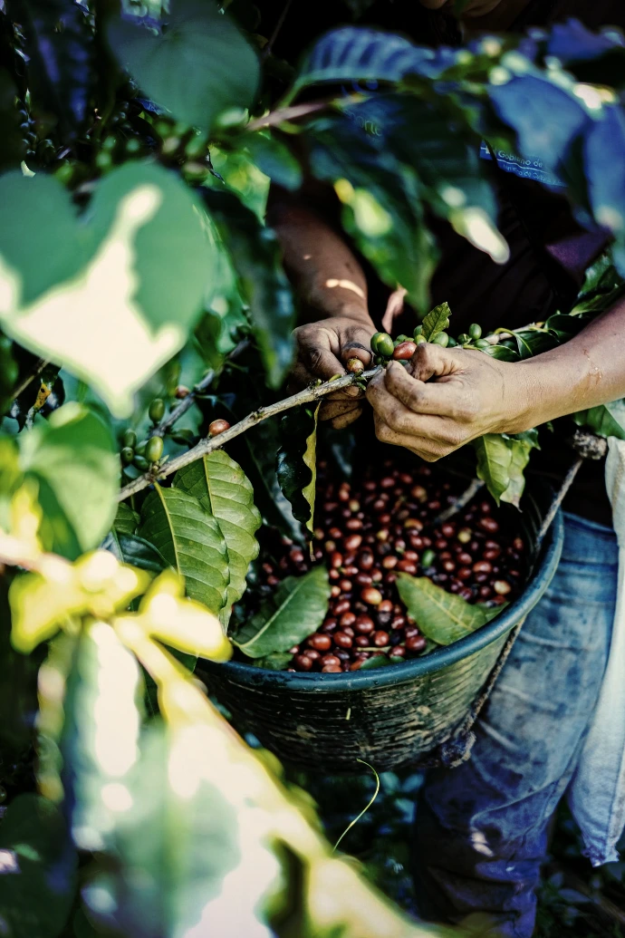 a person picking coffee beans from a tree